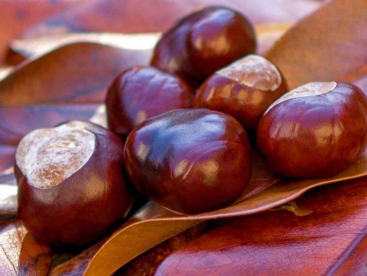 castagne