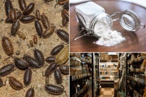 insetti della farina come succede