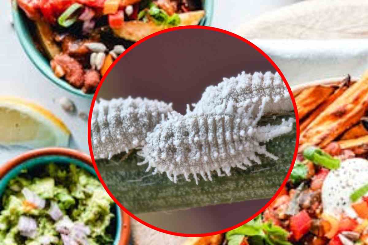 Dei piatti con alimenti colorati e in evidenza insetti cocciniglia