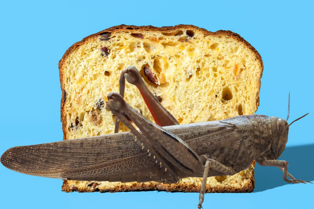 panettone farina grillo