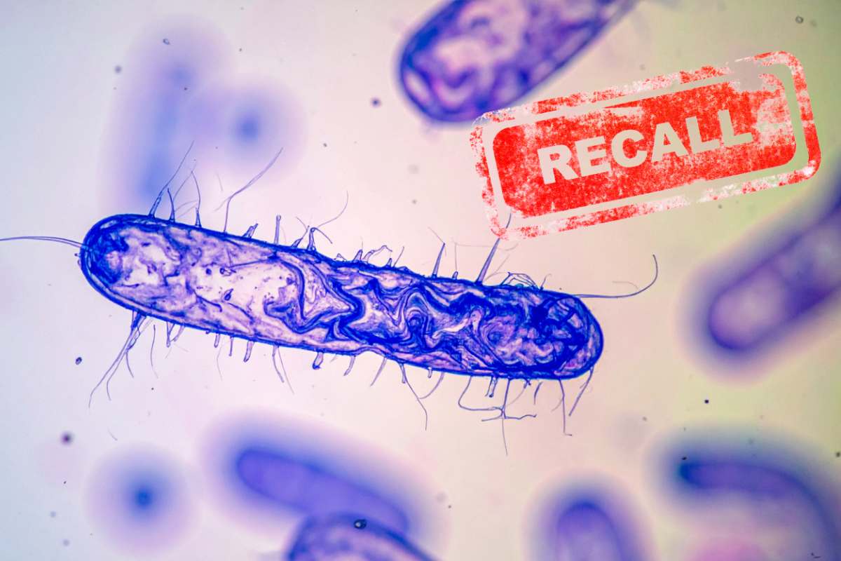 batterio al microscopio