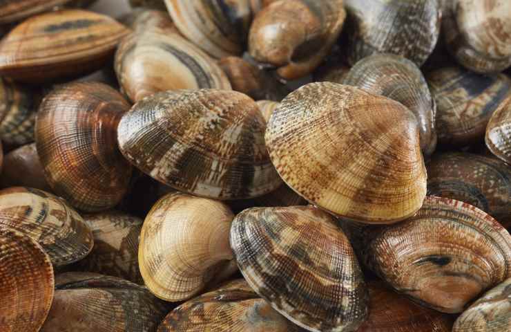 gusci delle vongole