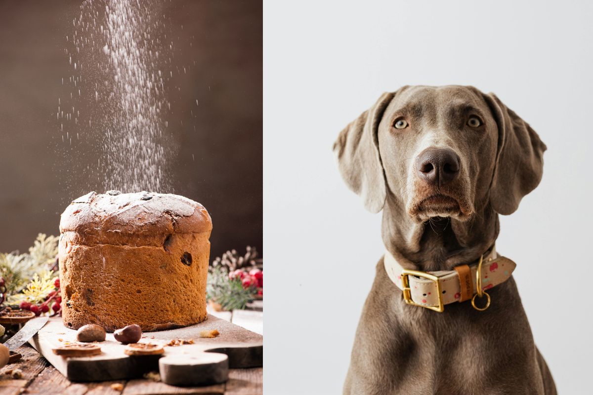 panettone cane pericoloso 