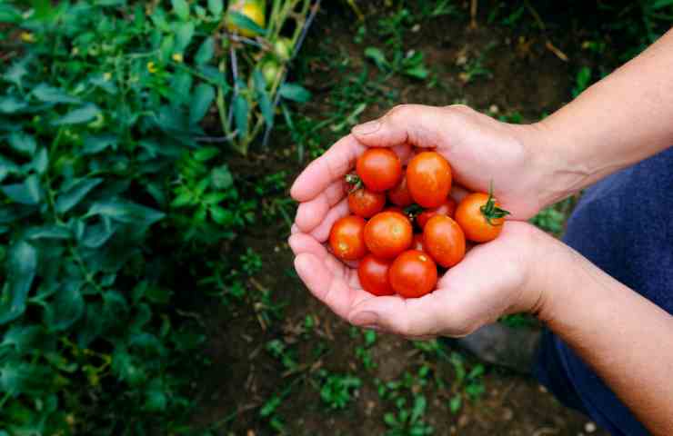 pomodorini tra le mani