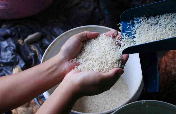 riso di qualità in mano