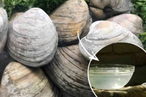 vongole con bacinella d'acqua