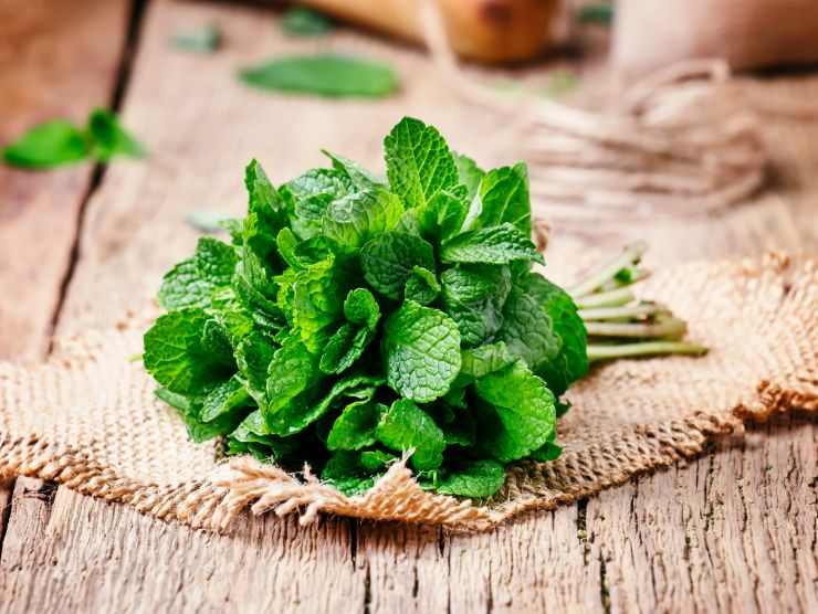 mazzetto di menta fresca